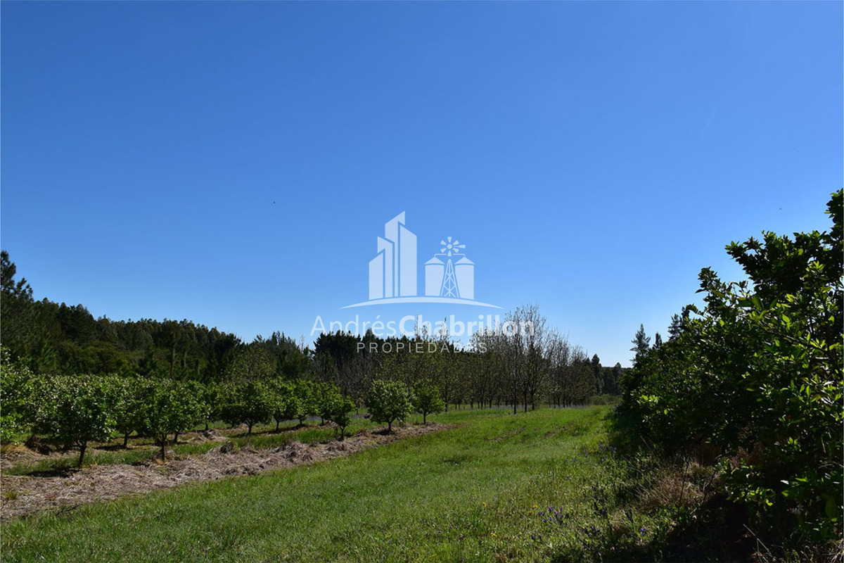 110 Ha. Colonia Ayuí