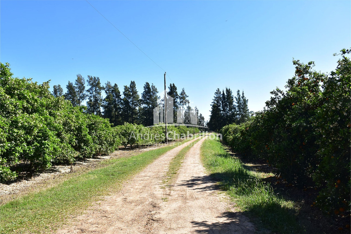 110 Ha. Colonia Ayuí - foto 4