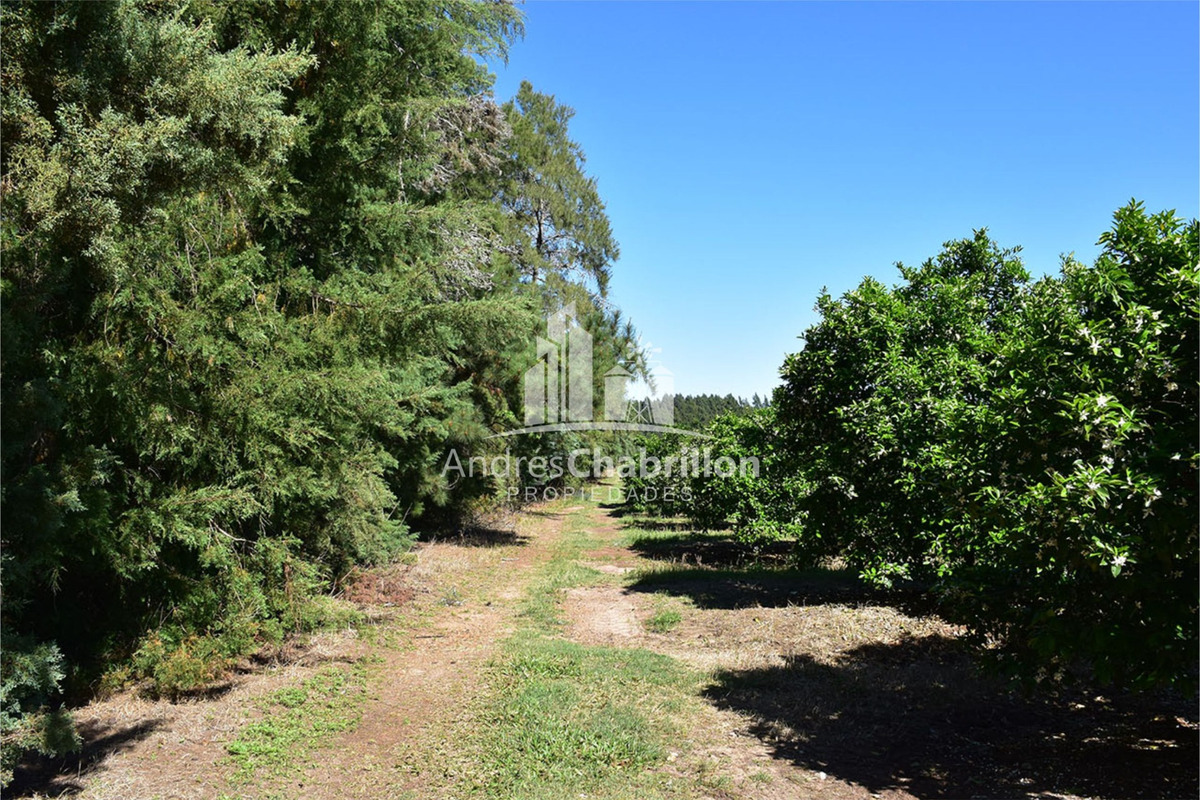 110 Ha. Colonia Ayuí - foto 5