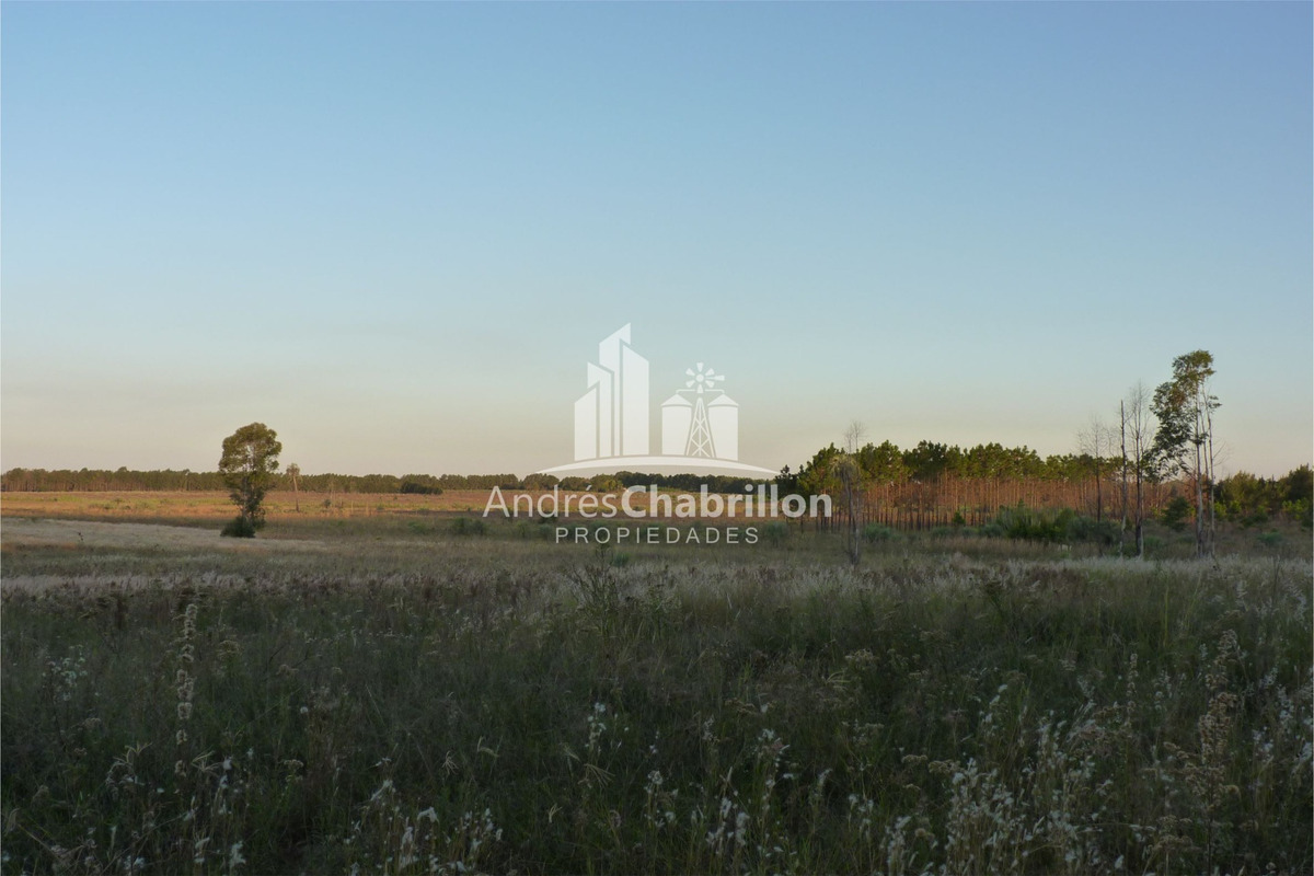 Campo De 50 Ha. En Zona De Osvaldo Magnasco - foto 5