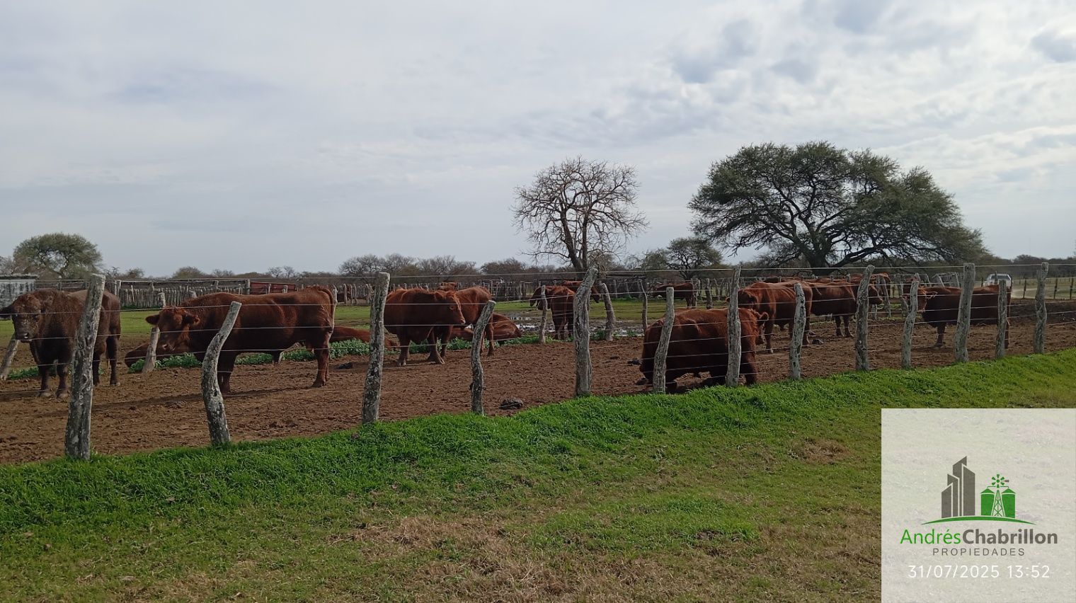 Campo en alquiler de 1400has ubicado en Federal Entre Ríos - foto 2