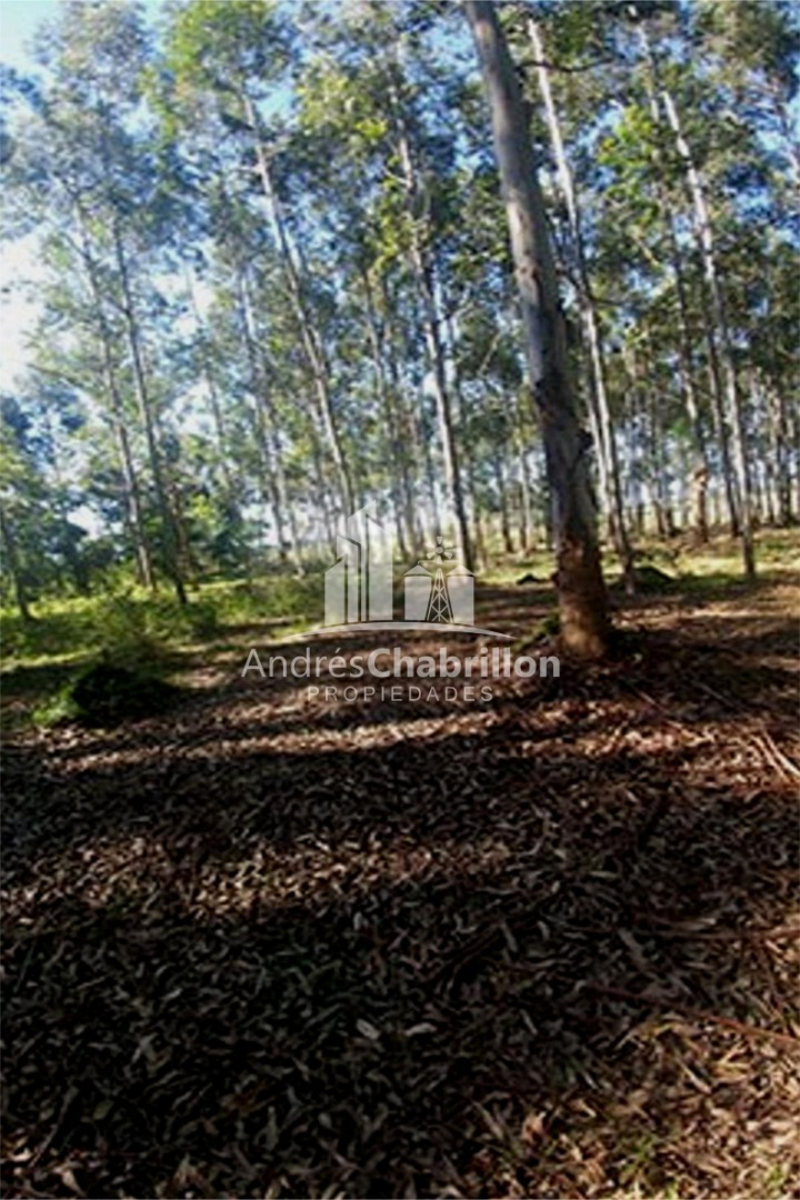 Apto Para La Producción De Frutales Y Forestación. - foto 2