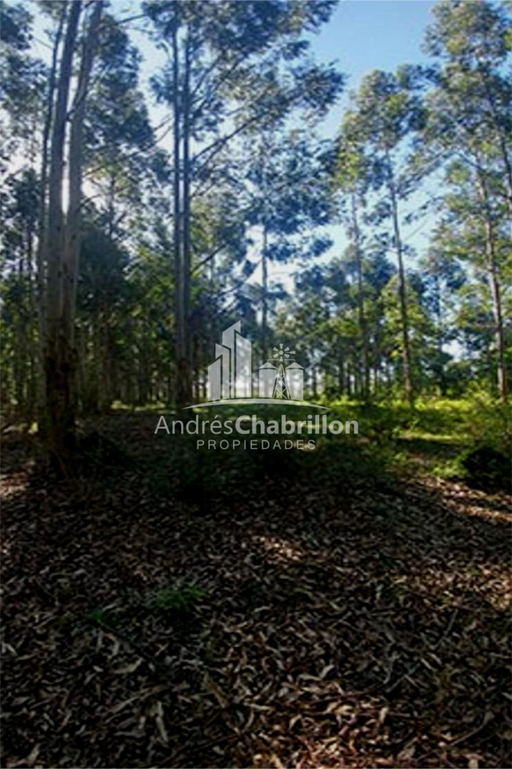 Apto Para La Producción De Frutales Y Forestación. - foto 3