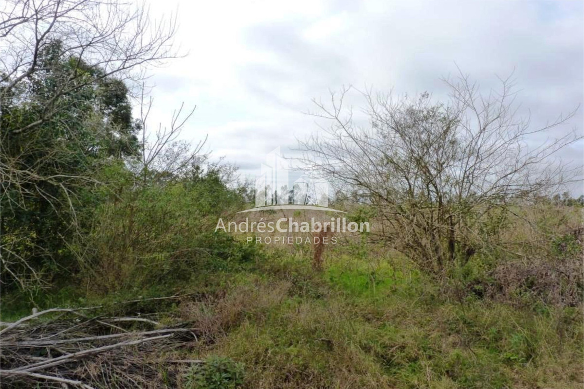 Campo Forestal En Venta - foto 3