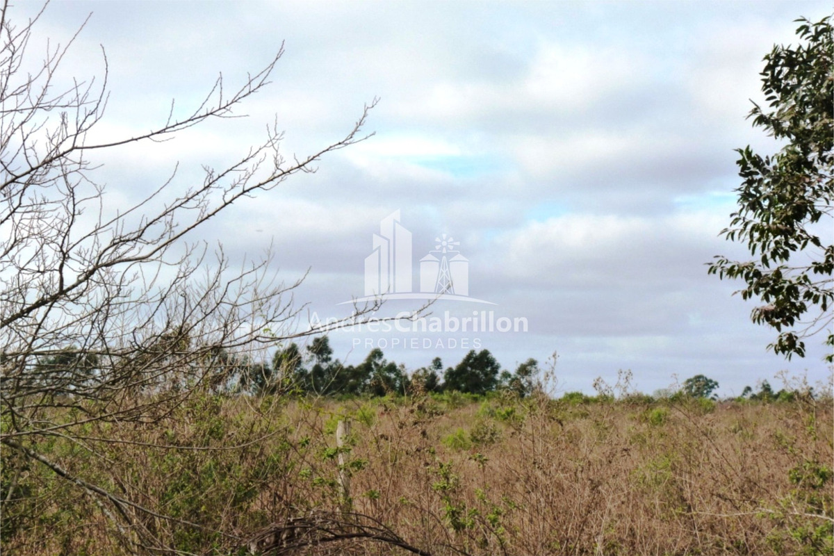 Campo Forestal En Venta - foto 4