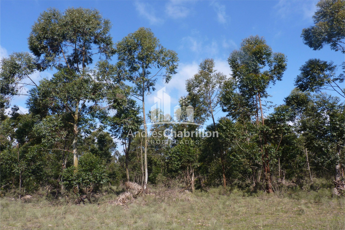 Forestación De Colonia Argentina – Federación - foto 2