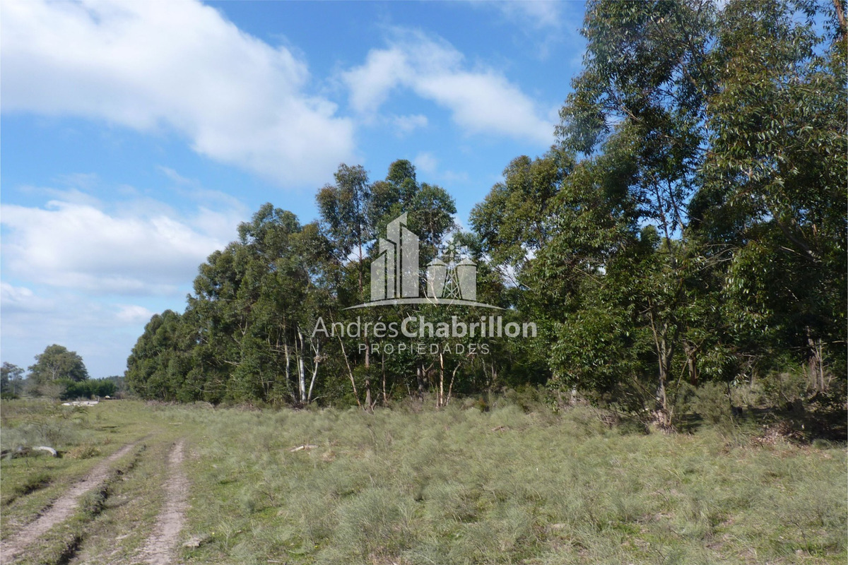 Forestación De Colonia Argentina – Federación - foto 3