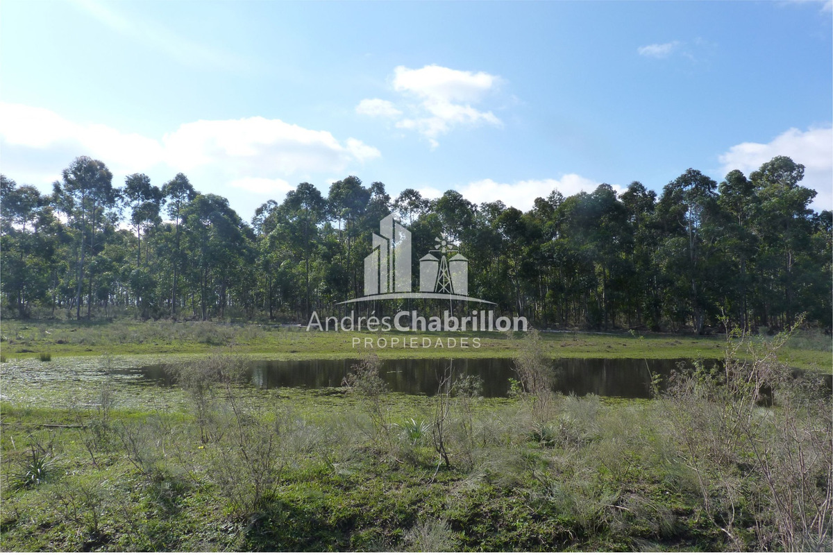 Forestación De Colonia Argentina – Federación - foto 4