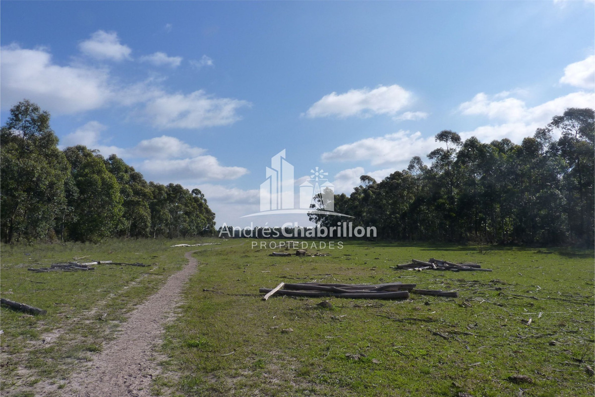 Forestación De Colonia Argentina – Federación - foto 5