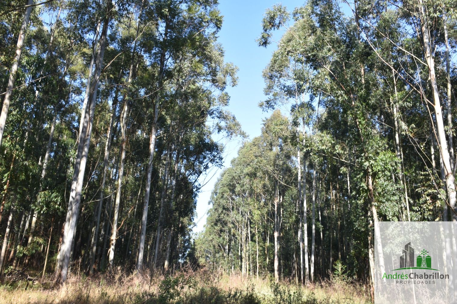 Campo en venta de 46has sin rebrote ubicado en Concordia - foto 2