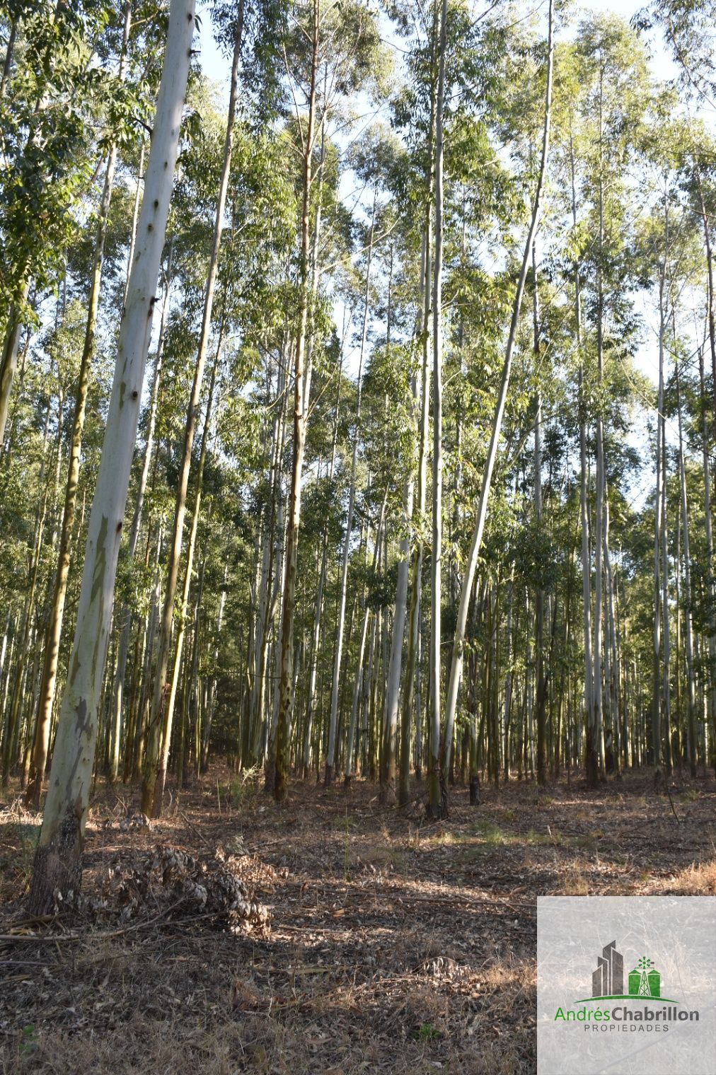 Campo en venta de 46has sin rebrote ubicado en Concordia - foto 3