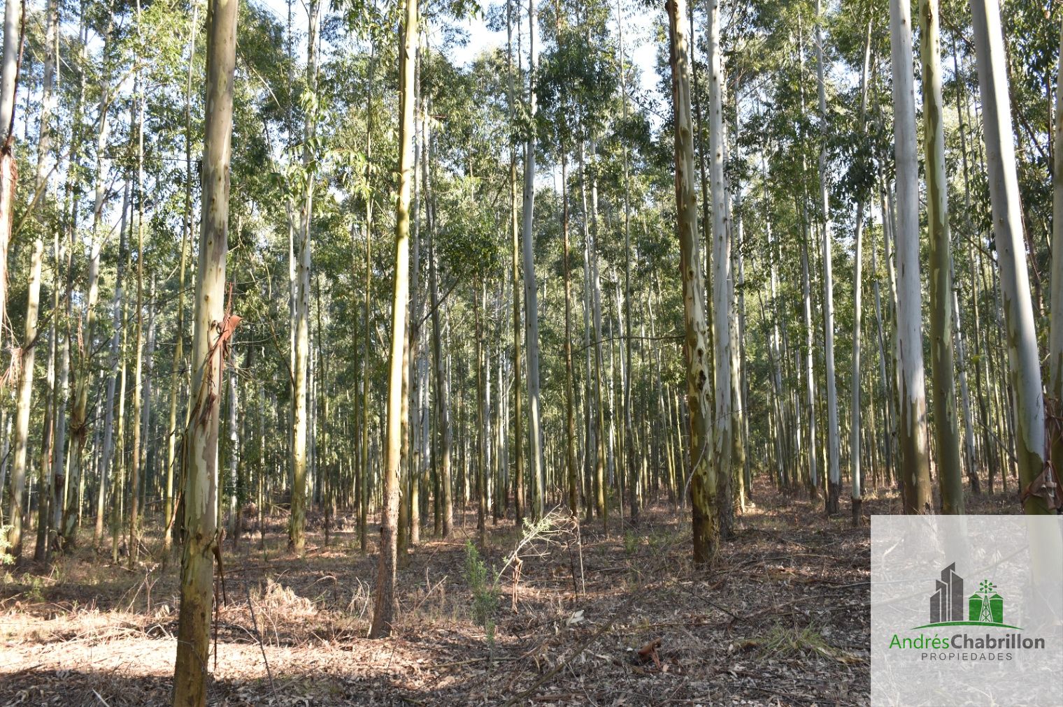 Campo en venta de 46has sin rebrote ubicado en Concordia - foto 4