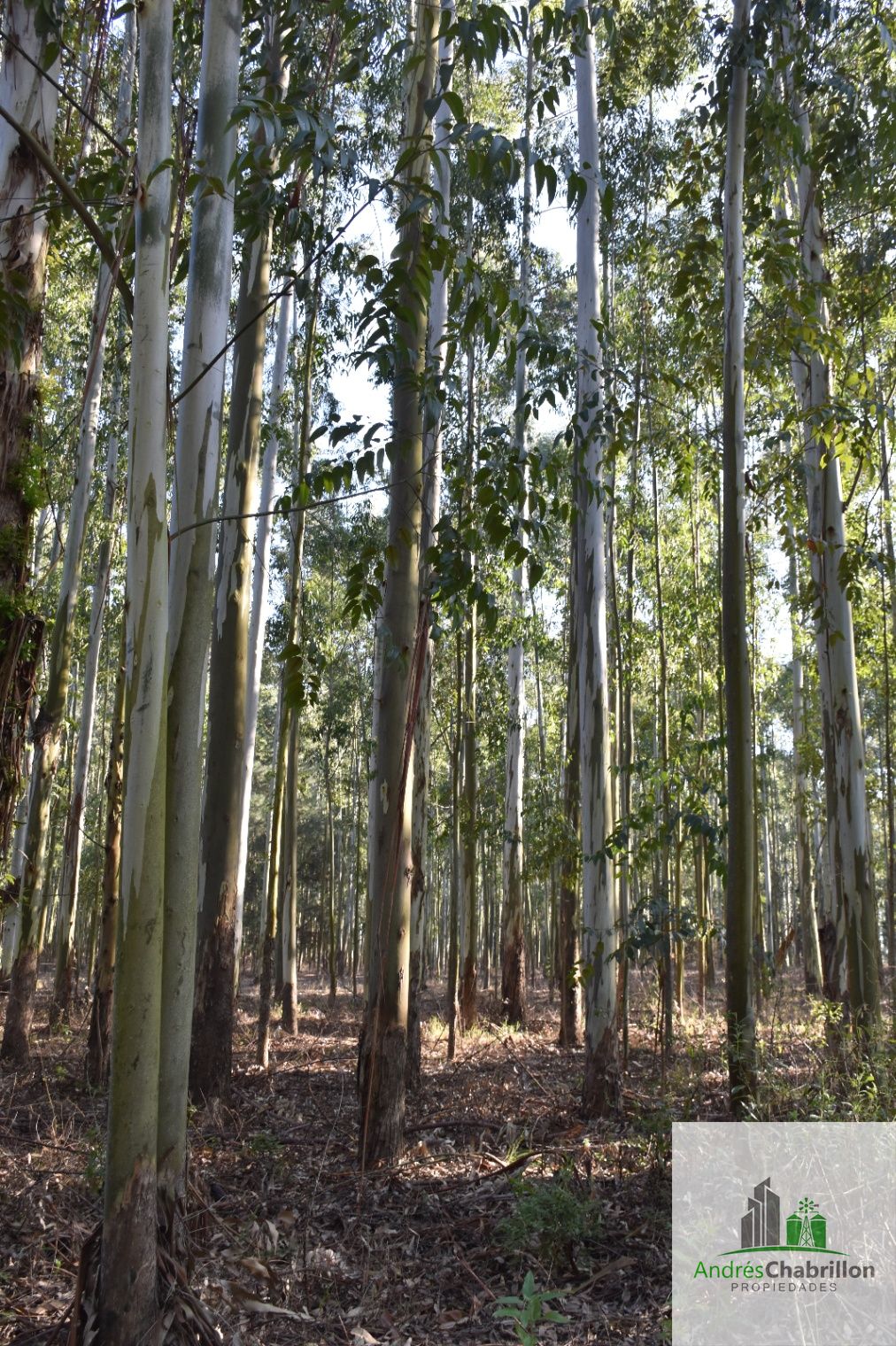 Campo en venta de 46has sin rebrote ubicado en Concordia - foto 5