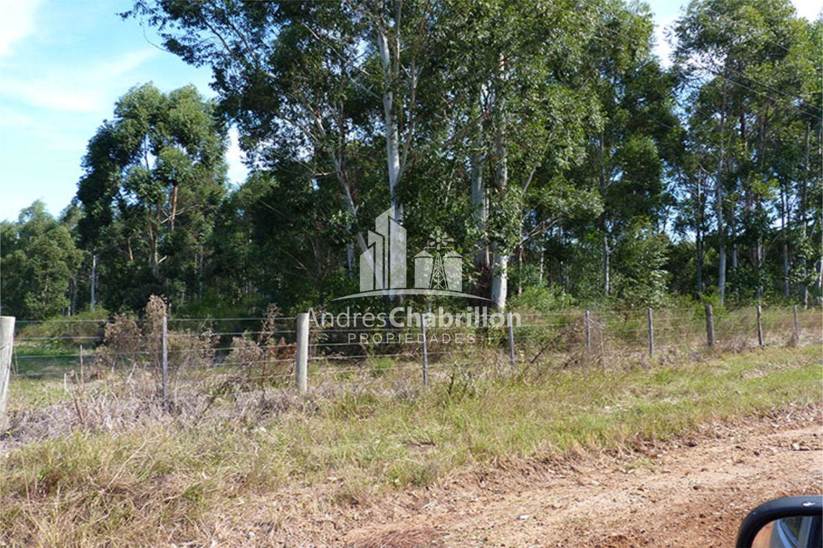 Forestación Eucaliptus En Concordia - foto 3