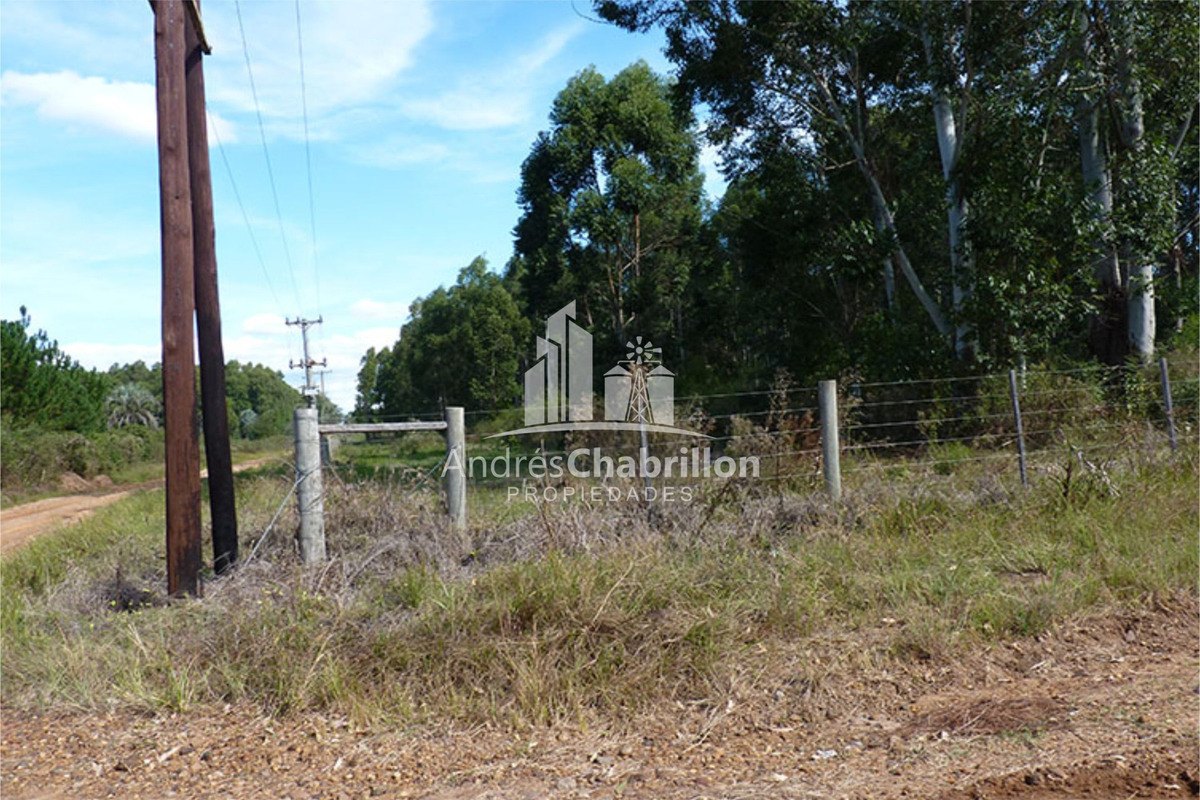 Forestación Eucaliptus En Concordia - foto 4