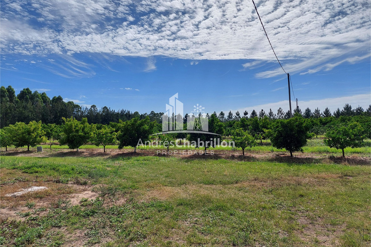 Campo En Venta De 20 Has. En Ruta Nacional 14