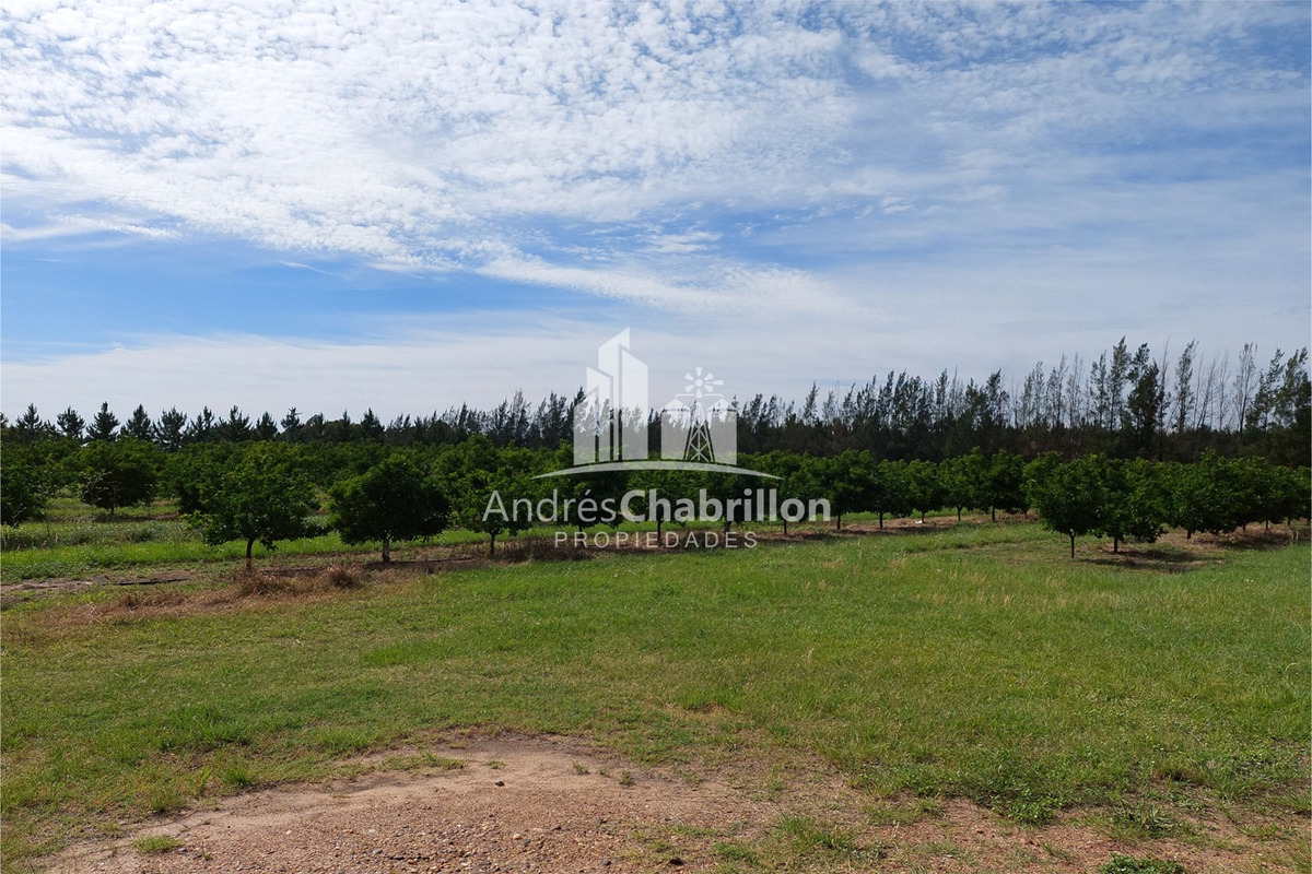 Campo En Venta De 20 Has. En Ruta Nacional 14 - foto 5