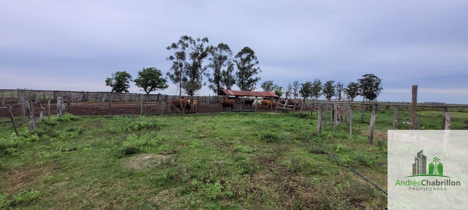 Campo mixto en venta – 2.950 ha – Paso de los Libres, Corrientes - foto 4