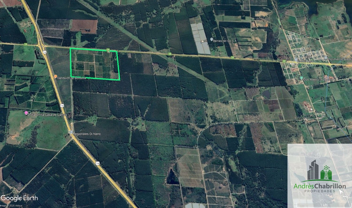 Establecimiento citrícola en venta – 75 hectáreas - foto 3