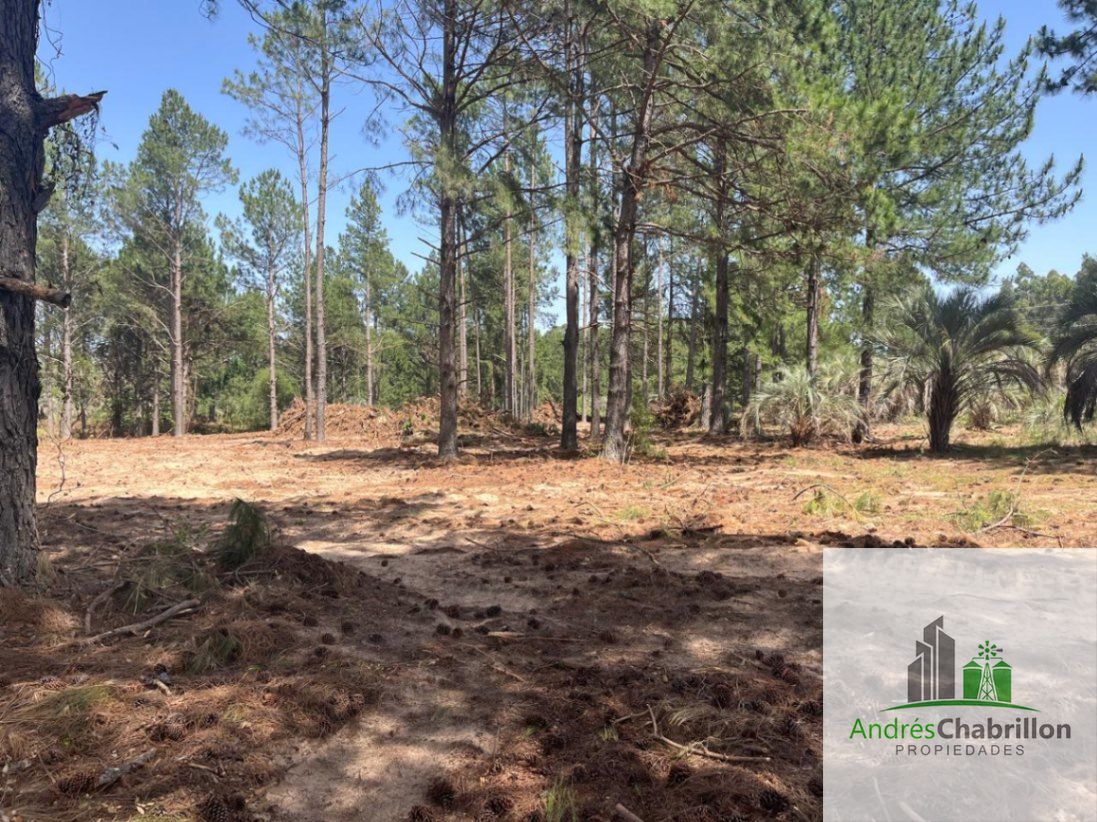 Terreno en venta de 10.000m2 camino a la Tortuga Alegre - foto 2