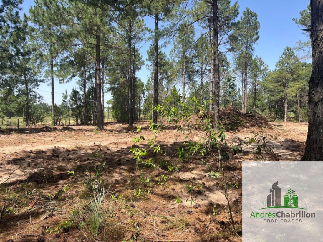 Terreno en venta de 10.000m2 camino a la Tortuga Alegre - foto 3