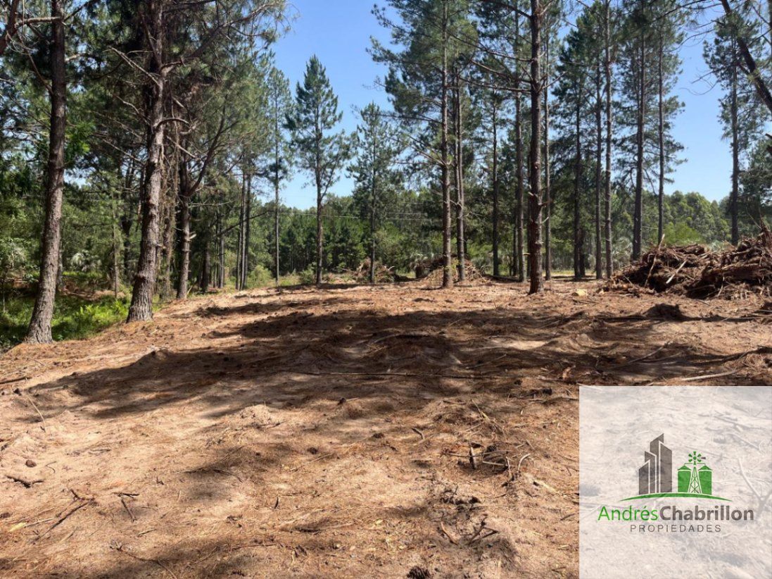 Terreno en venta de 10.000m2 camino a la Tortuga Alegre - foto 4